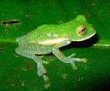 グラスフロッグ(glass frog)