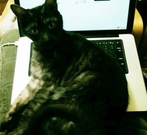 画像2: Paypal　ビジネスアカウントの登録方法教えます (2)