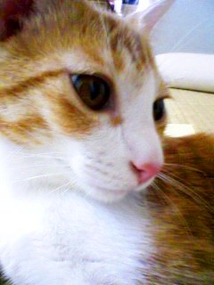 10月8日~10月11日まで、お問い合わせ等のメール返信が24時間以内になります